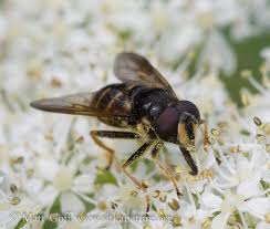 Attēlu rezultāti vaicājumam “Sericomyia sp.”