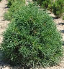 Attēlu rezultāti vaicājumam “Pinus sylvestris var. borussica”