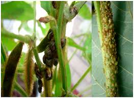 Attēlu rezultāti vaicājumam “Cribraria costata macro”