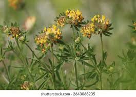 Attēlu rezultāti vaicājumam “Anthyllis maritima”