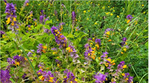 Attēlu rezultāti vaicājumam “Melampyrum nemorosum leaf”