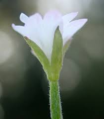 Attēlu rezultāti vaicājumam “Epilobium roseum flower”