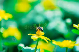 Attēlu rezultāti vaicājumam “Ranunculus auricomus flower”