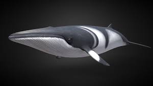 Image result for Balaenoptera acutorostrata