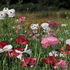 Attēlu rezultāti vaicājumam “Papaver rhoeas flower”