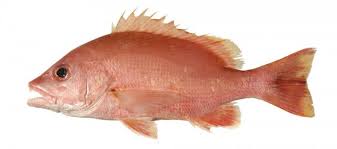 Image result for Lutjanus colorado