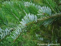 Attēlu rezultāti vaicājumam “Abies veitchii”