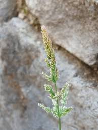 Attēlu rezultāti vaicājumam “Polypogon tentacularius”