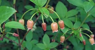 Attēlu rezultāti vaicājumam “Menziesia ferruginea flower”