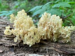 Attēlu rezultāti vaicājumam “Clavulina coralloides”
