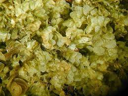 Attēlu rezultāti vaicājumam “Calypogeia neesiana”