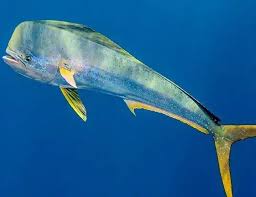 Image result for Coryphaena hippurus