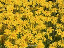 Image result for Helichrysum subulifolium