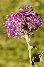 Attēlu rezultāti vaicājumam “Centaurea scabiosa leaf”