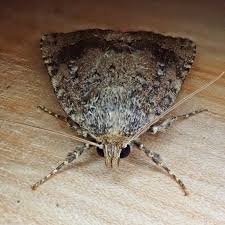 Attēlu rezultāti vaicājumam “Amphipyra”