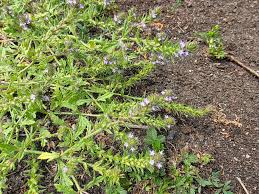 Attēlu rezultāti vaicājumam “Barbilophozia lycopodioides macro”