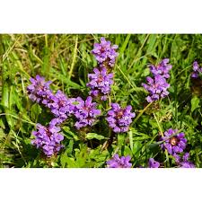 Attēlu rezultāti vaicājumam “Prunella vulgaris”