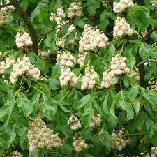 Attēlu rezultāti vaicājumam “Aesculus hippocastanum flower”