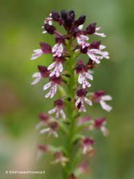 Attēlu rezultāti vaicājumam “Orchis ustulata flower”