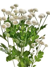 Image result for Tanacetum parthenium