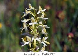 Attēlu rezultāti vaicājumam “Platanthera bifolia flower”