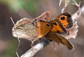 Attēlu rezultāti vaicājumam “Maniola jurtina male”