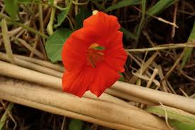 Attēlu rezultāti vaicājumam “Tropaeolaceae”