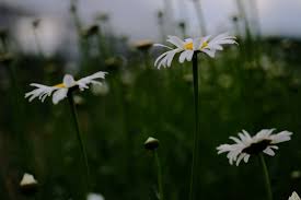 Image result for Leucanthemum vulgare