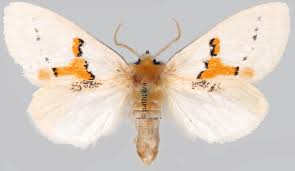 Attēlu rezultāti vaicājumam “Leucodonta bicoloria”