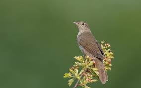 Image result for Locustella fluviatilis