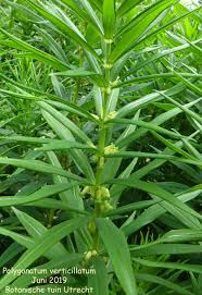 Attēlu rezultāti vaicājumam “Polygonatum verticillatum”