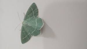 Attēlu rezultāti vaicājumam “Chlorissa viridata”