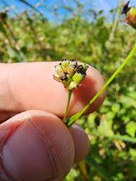 Attēlu rezultāti vaicājumam “Sphacelotheca hydropiperis”
