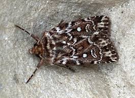 Attēlu rezultāti vaicājumam “Lycophotia porphyrea”