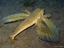 Image result for Dactylopterus volitans