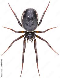 Attēlu rezultāti vaicājumam “Theridiidae”