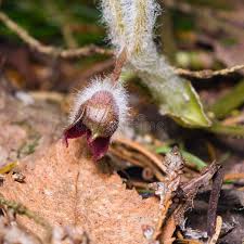 Attēlu rezultāti vaicājumam “Asarum europaeum flower”