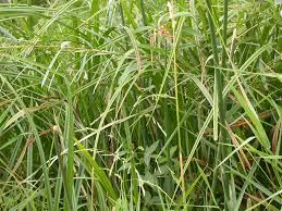 Attēlu rezultāti vaicājumam “Leersia oryzoides”