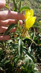 Image result for Oenothera biennis