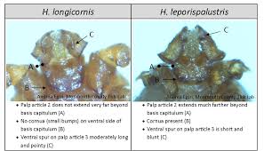 Attēlu rezultāti vaicājumam “Trichia longipalpis macro”