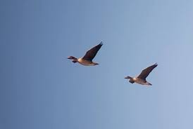 Attēlu rezultāti vaicājumam “Anser serrirostris”