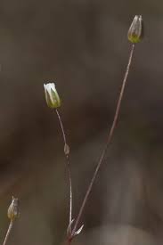 Attēlu rezultāti vaicājumam “Hymenostylium recurvirostrum macro”