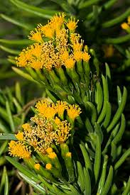 Attēlu rezultāti vaicājumam “Senecio viscosus flower”