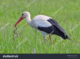 Attēlu rezultāti vaicājumam “Ciconia ciconia adult”