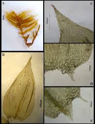 Attēlu rezultāti vaicājumam “Sciuro-hypnum curtum”