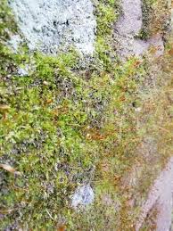 Attēlu rezultāti vaicājumam “Tortula muralis”