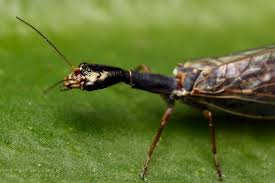 Attēlu rezultāti vaicājumam “Raphidioptera imago”