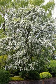 Attēlu rezultāti vaicājumam “Crataegus monogyna”
