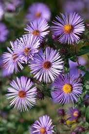 Image result for Aster novae-angliae