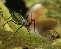 Attēlu rezultāti vaicājumam “Macrosiphoniella millefolii”